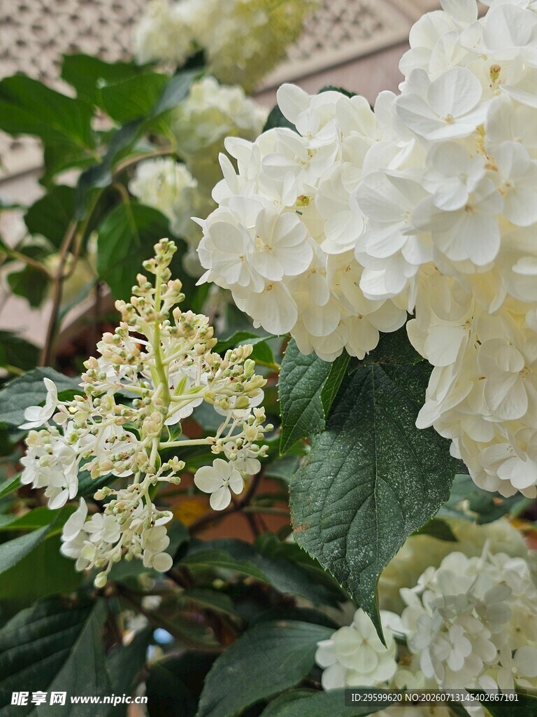 白色绣球花绽放美景
