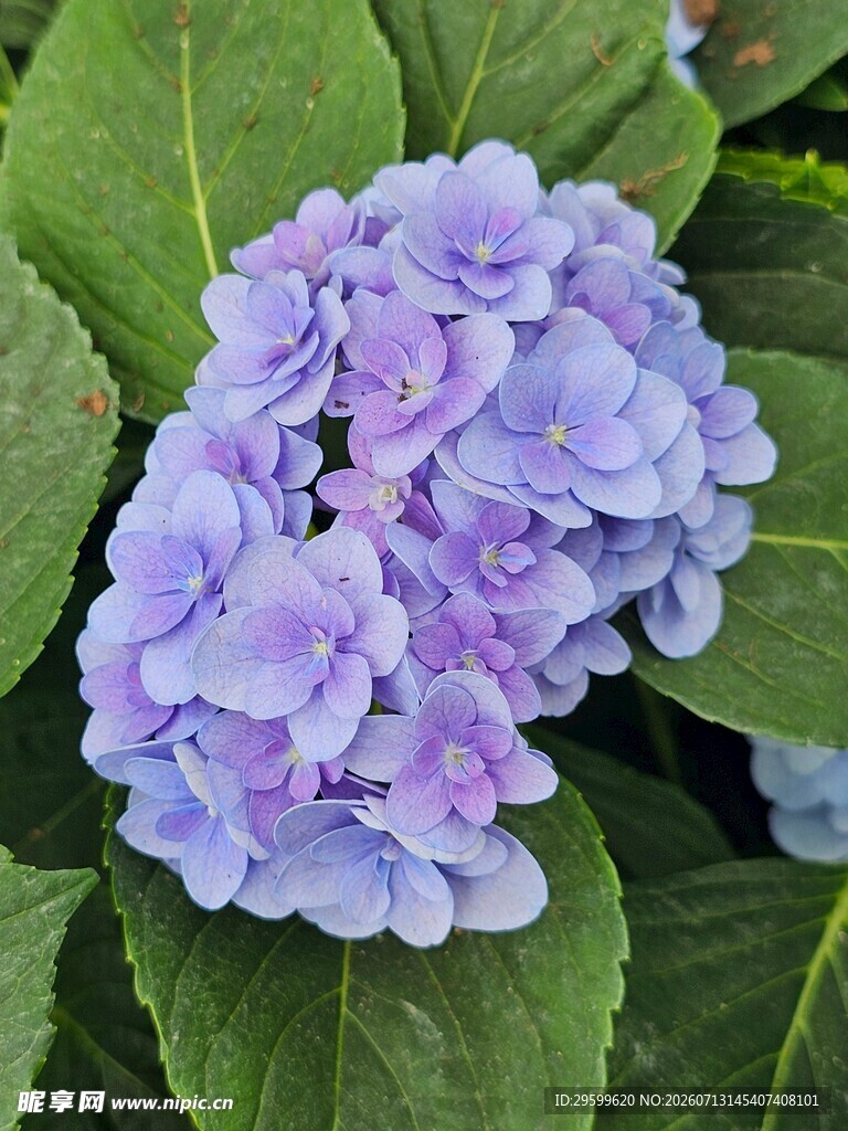 蓝紫色绣球花绽放