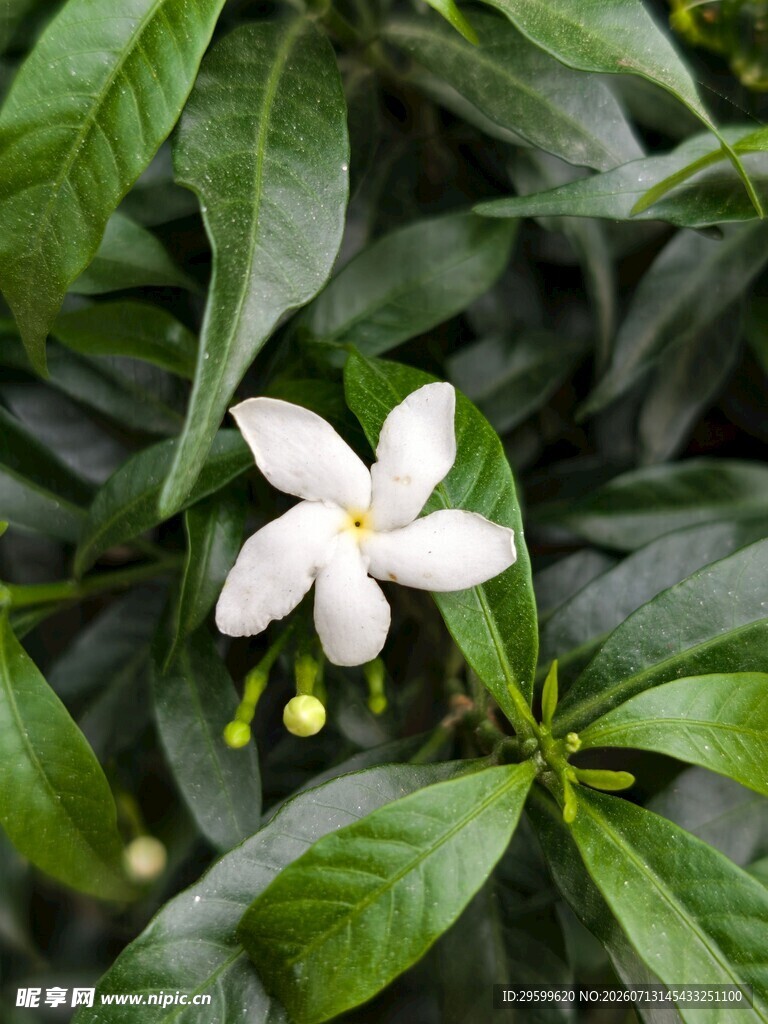 洁白栀子花绽放绿叶间