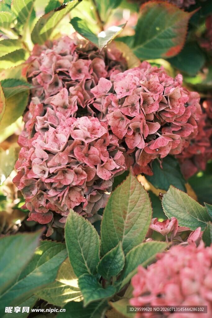 粉色绣球花特写