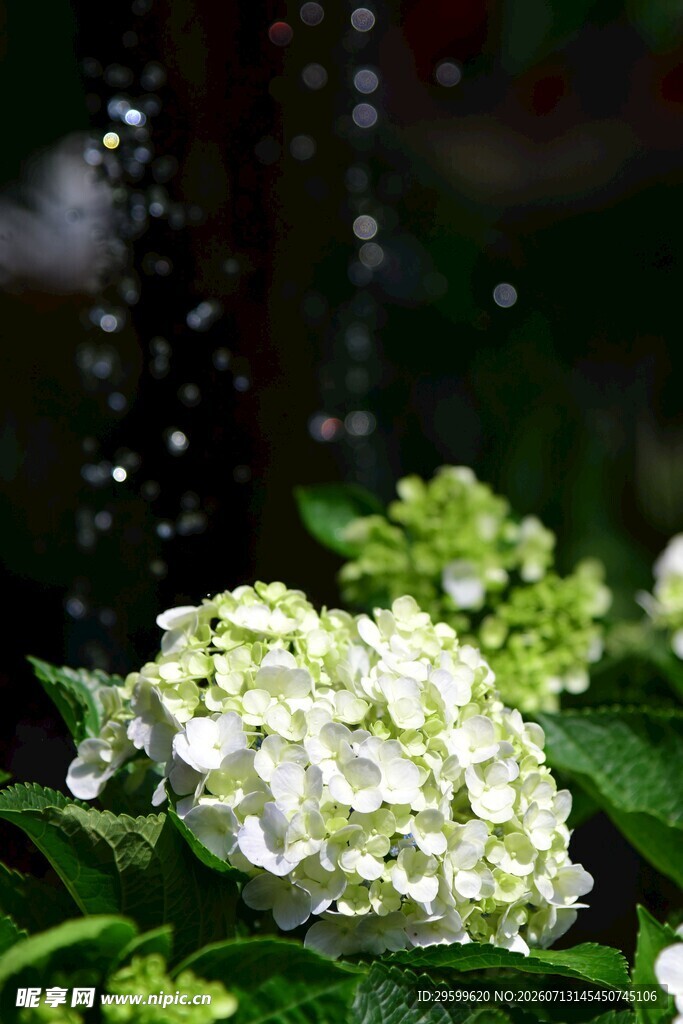 雨中绣球花