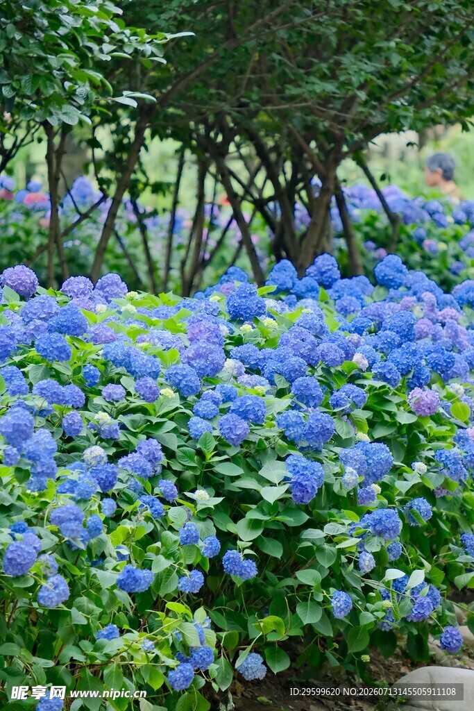 蓝绣球花丛的美丽景致