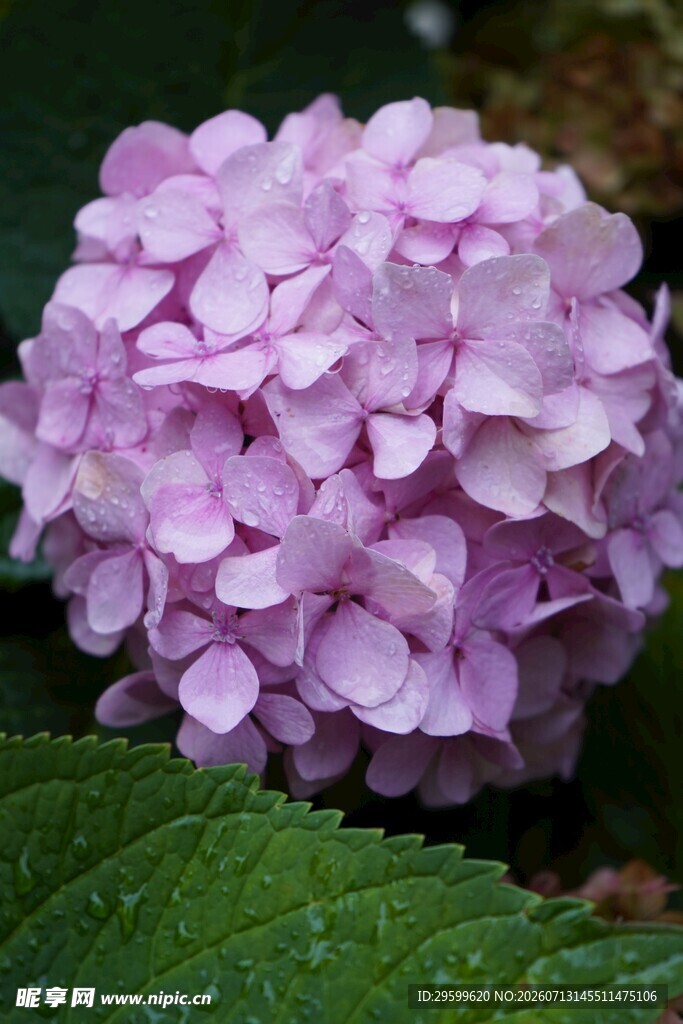 淡紫色绣球花特写