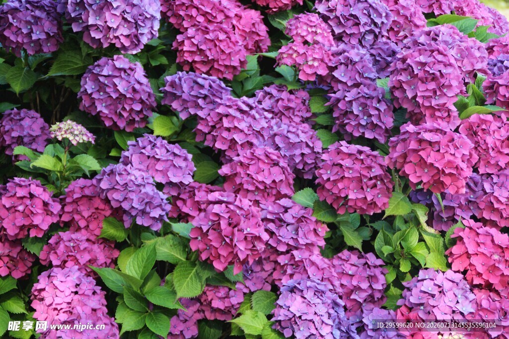 缤纷绣球花绽放