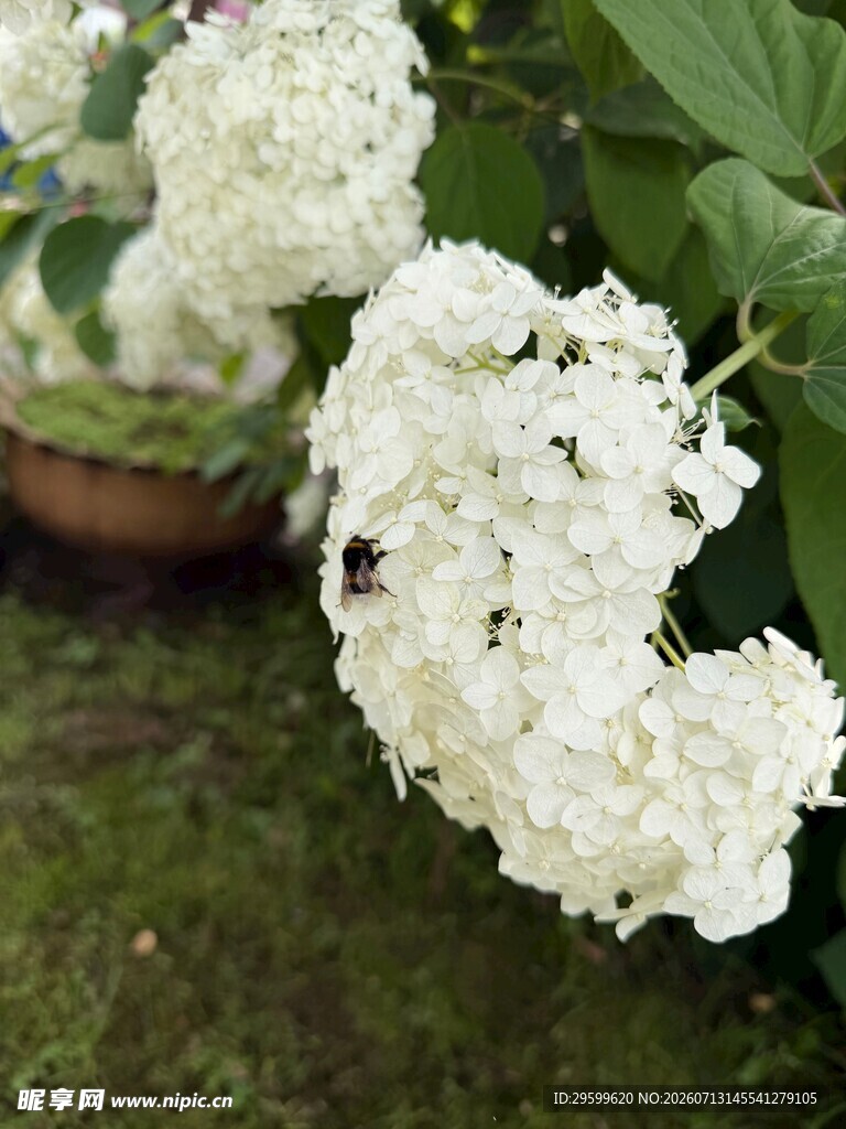 白色绣球花绽放于绿叶间