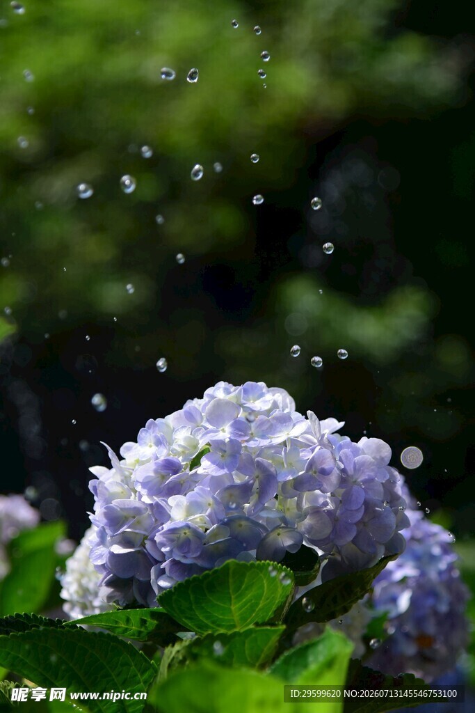紫绣球花上的晶莹水珠