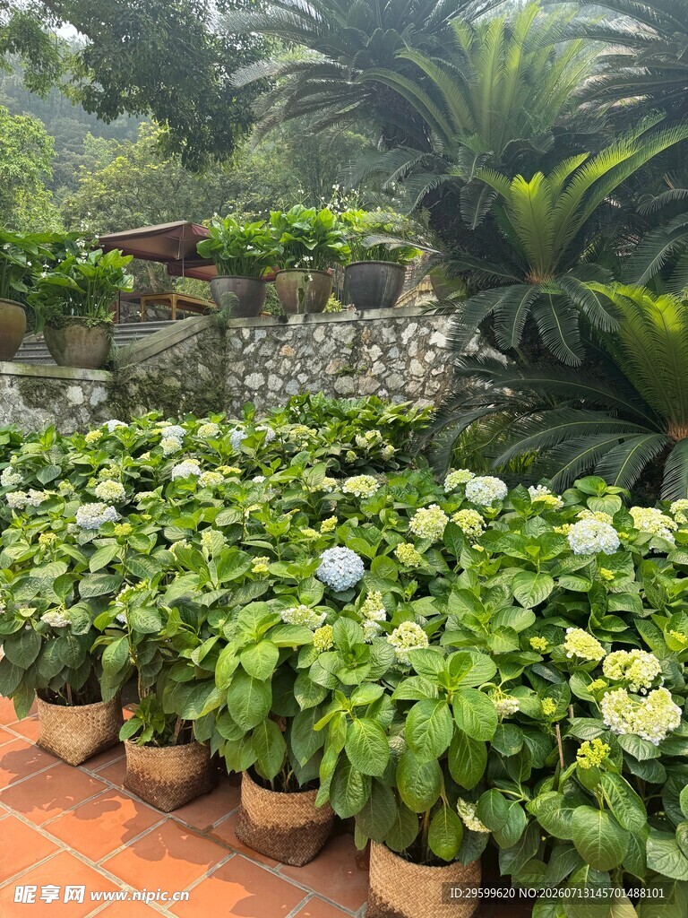 盆栽绣球花