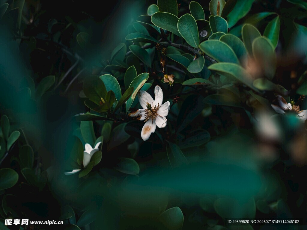 绿叶间的素雅柑橘花