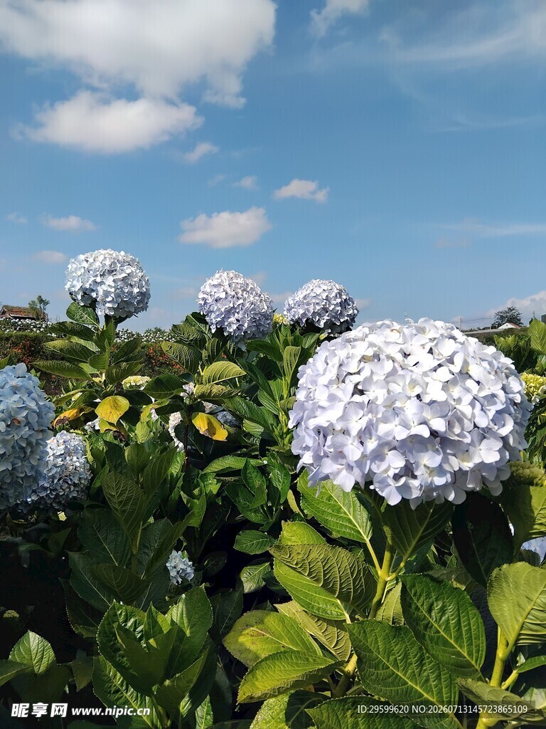 蓝天下的绣球花绽放