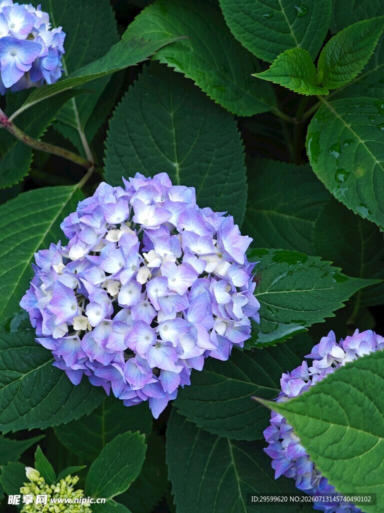 蓝紫色绣球花绽放