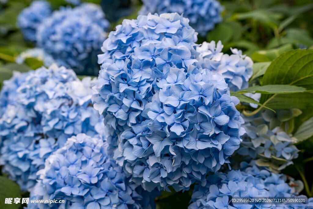 蓝绣球花特写