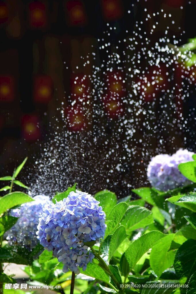 喷洒中的绣球花