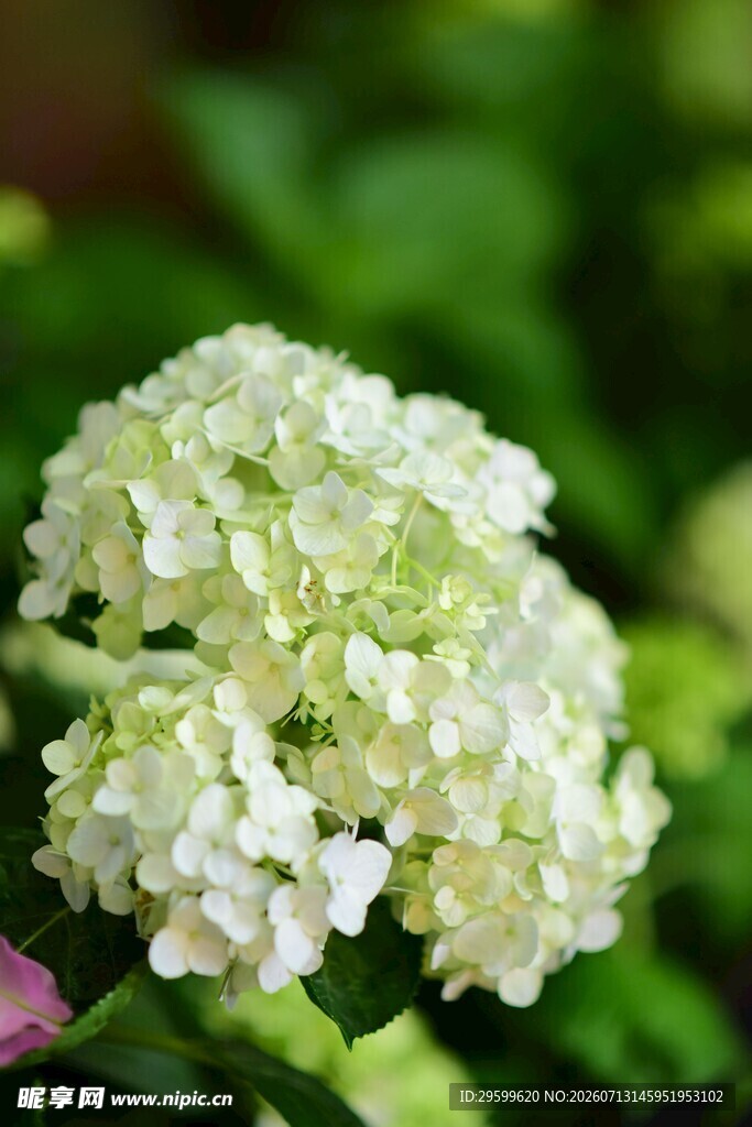白色绣球花特写