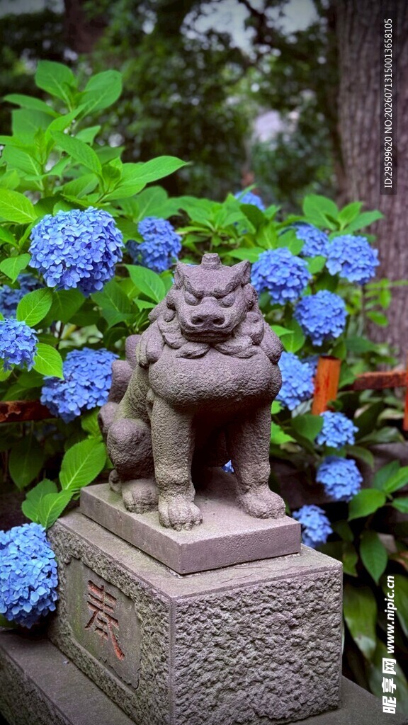  蓝绣球花