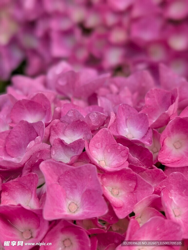 娇艳粉色绣球花特写