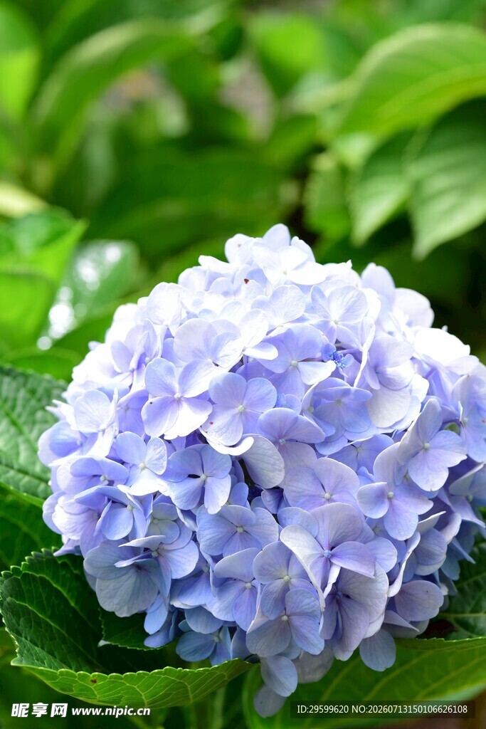 淡紫色绣球花绽放