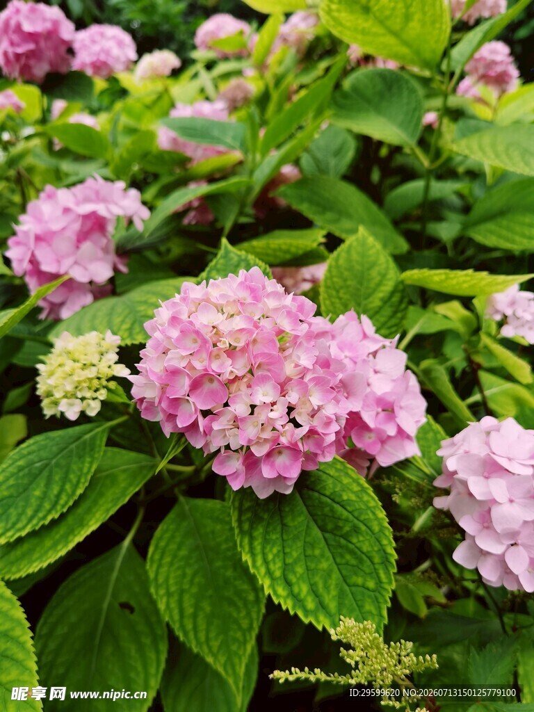 粉色绣球花绽放绿叶间