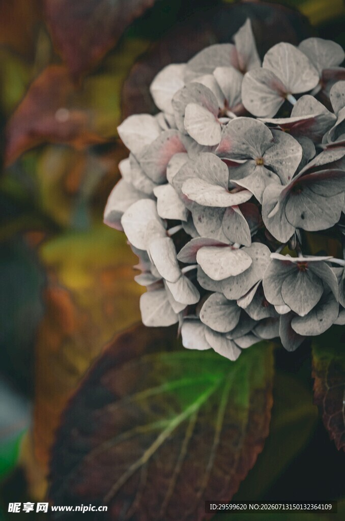 素雅绣球花特写