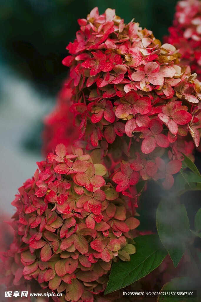 艳丽绣球花绽放