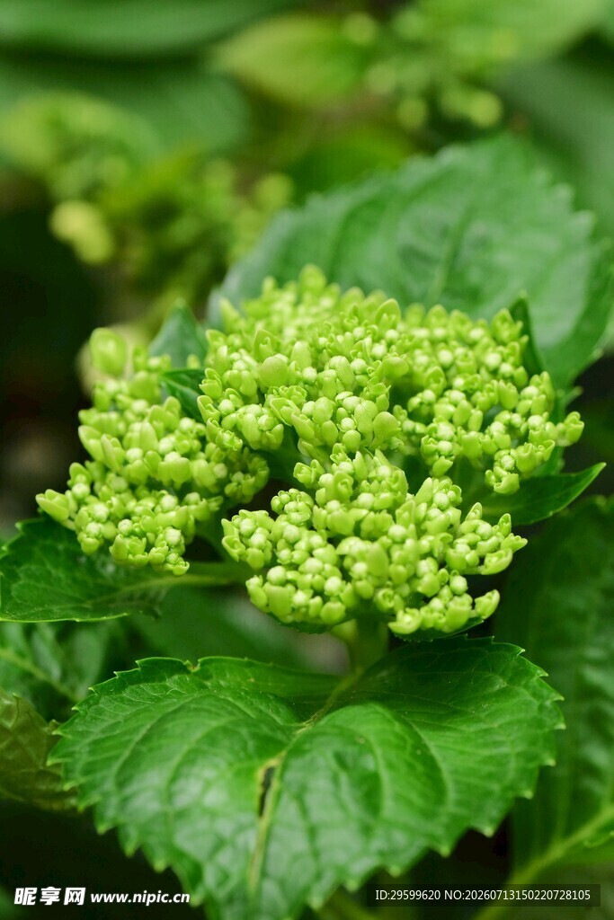 嫩绿绣球花簇 
