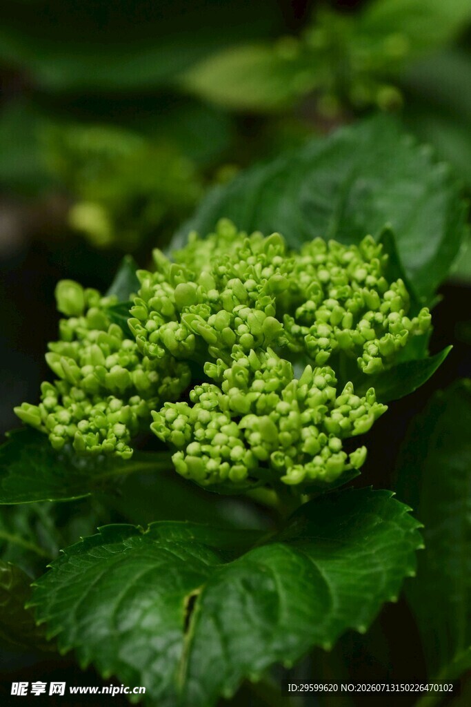 嫩绿绣球花 