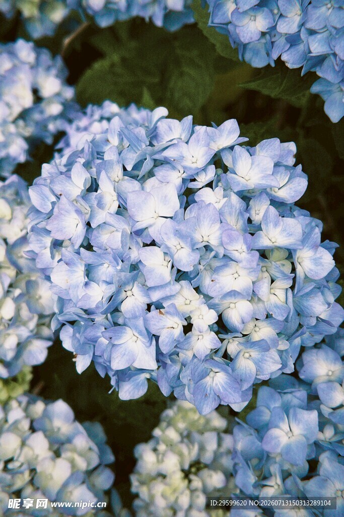 蓝绣球花特写