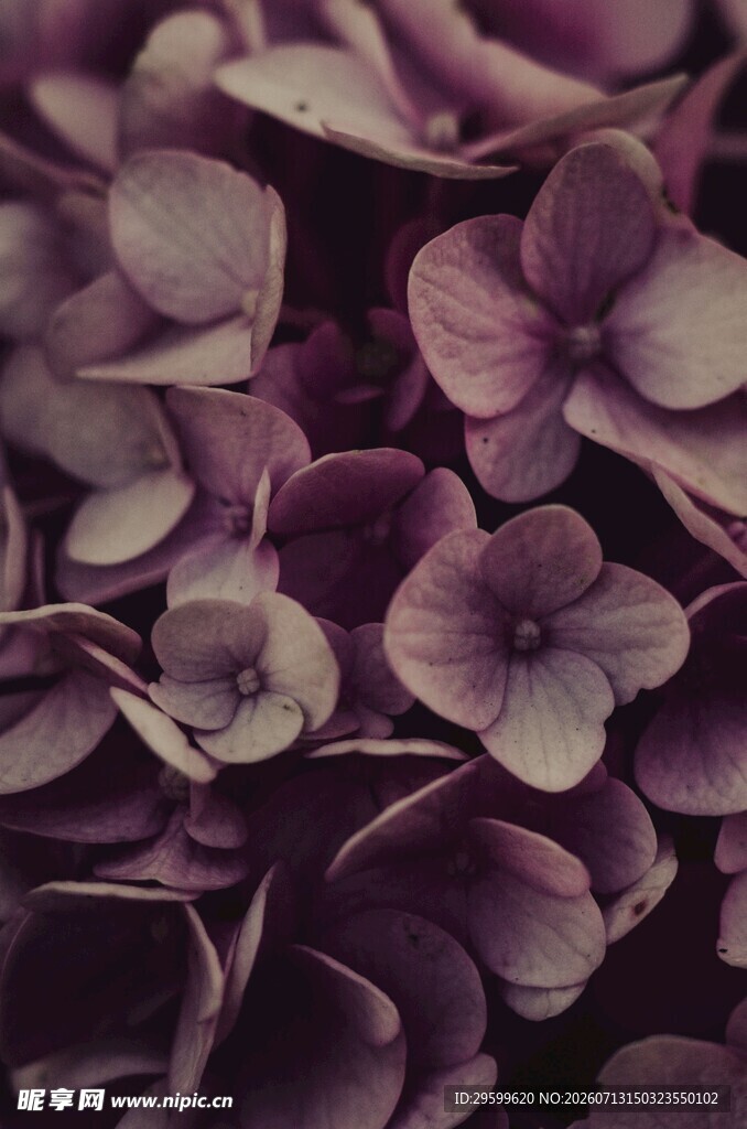 紫色绣球花特写