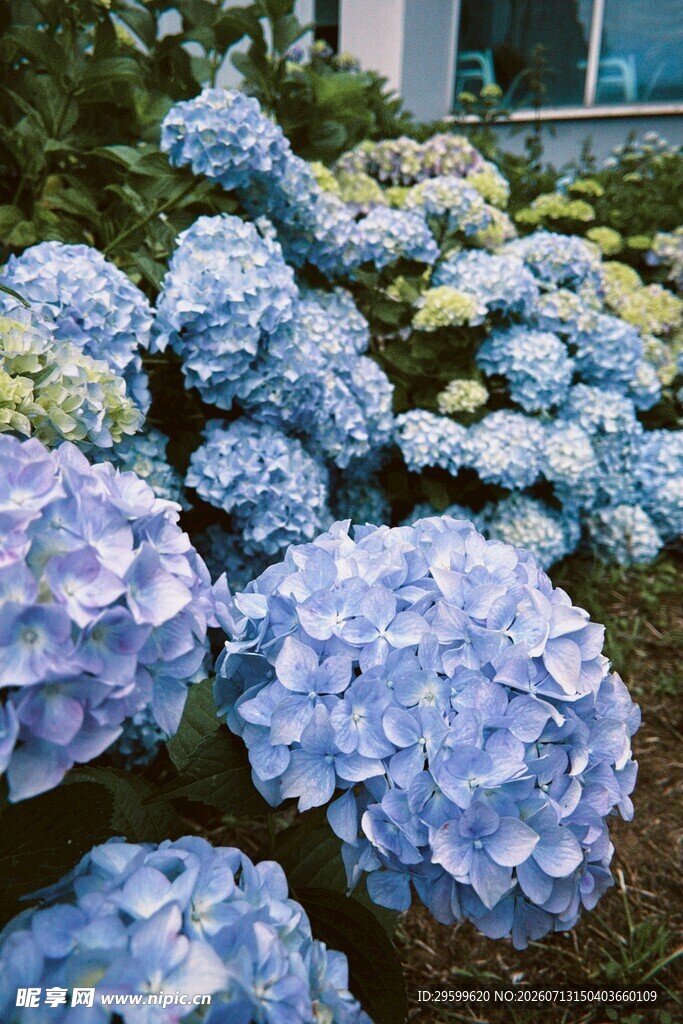 蓝绣球花绽放于绿植间