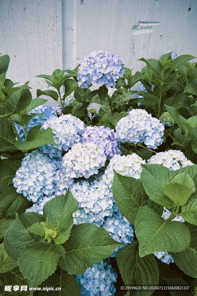 蓝白绣球花绽放