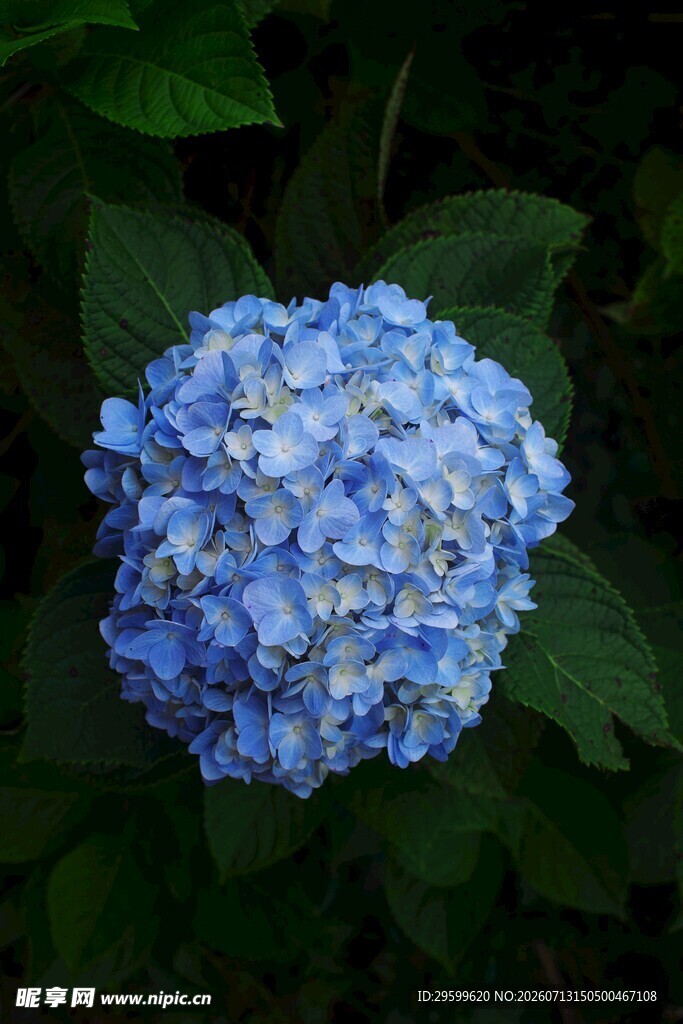蓝色绣球花绽放