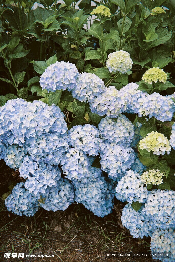 蓝白绣球花丛绽放