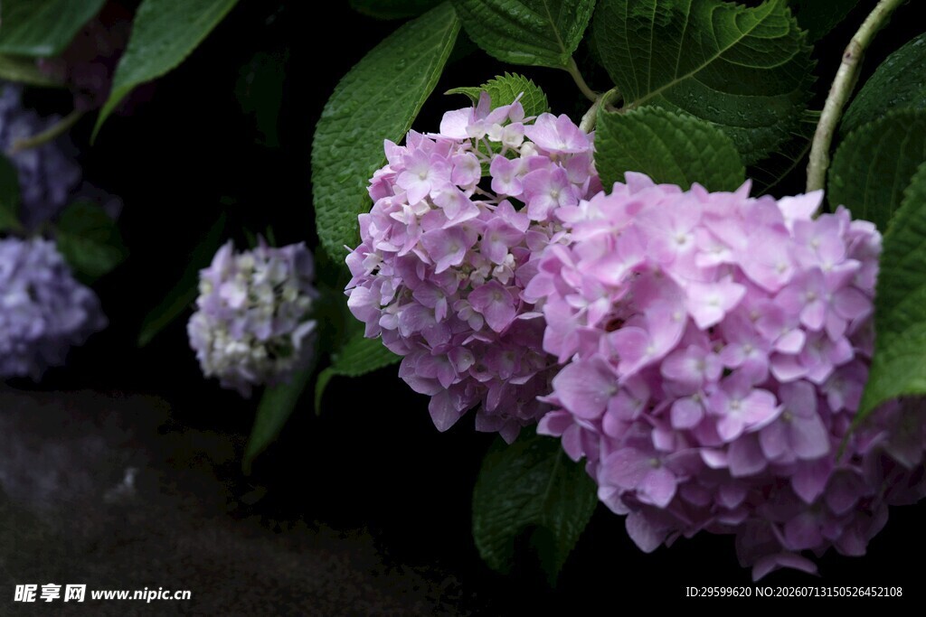 紫色绣球花绽放