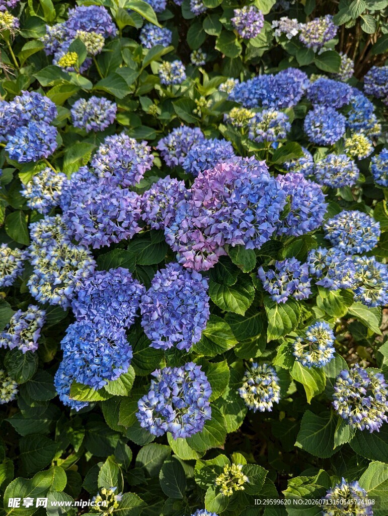 蓝绣球花绽放的美丽景致