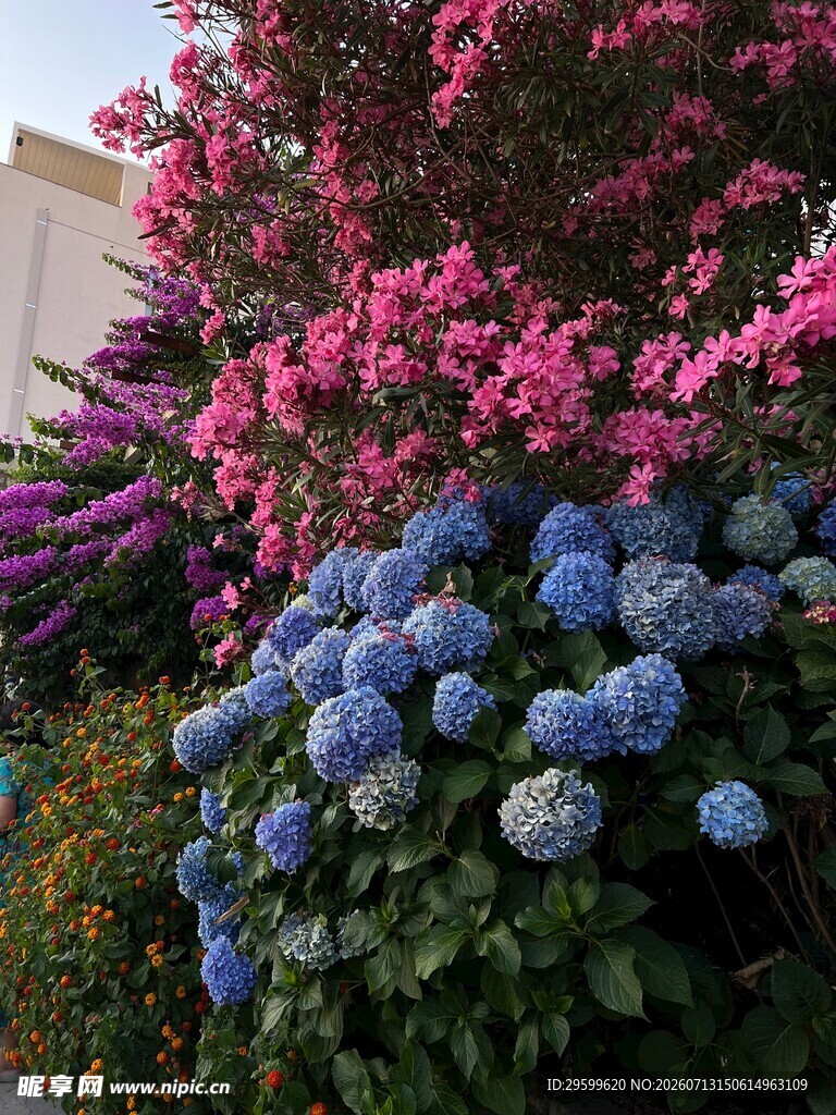 多彩绣球花