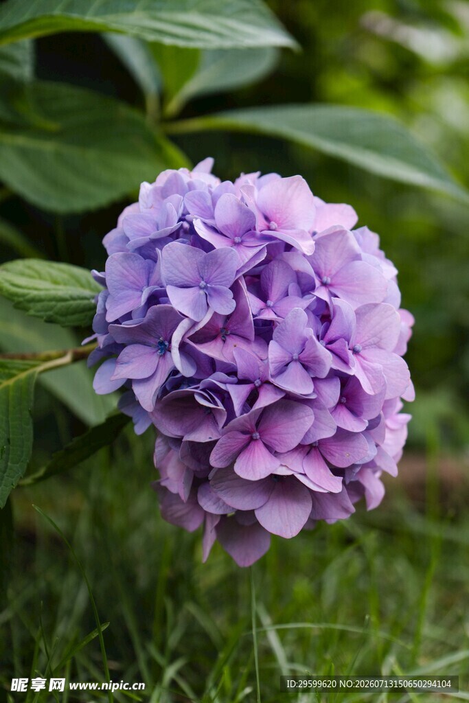 紫色绣球花特写