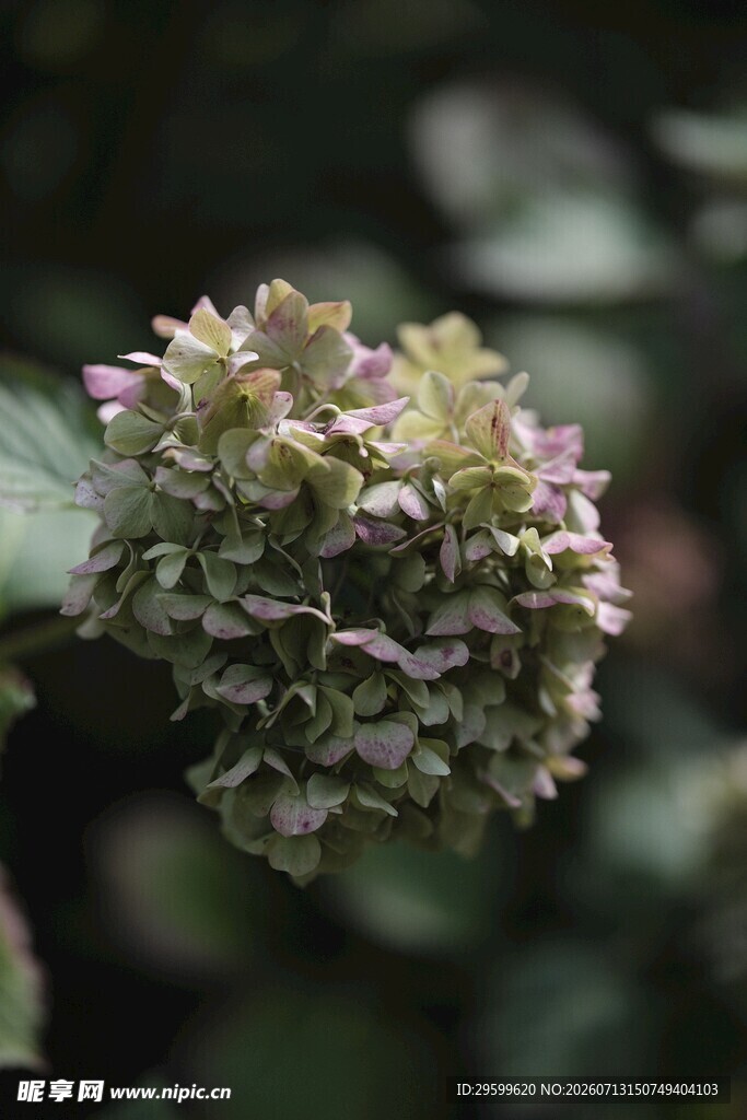 绣球花特写