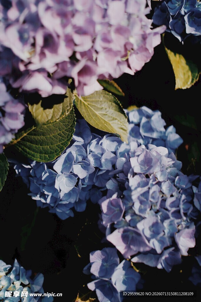 紫色绣球花特写