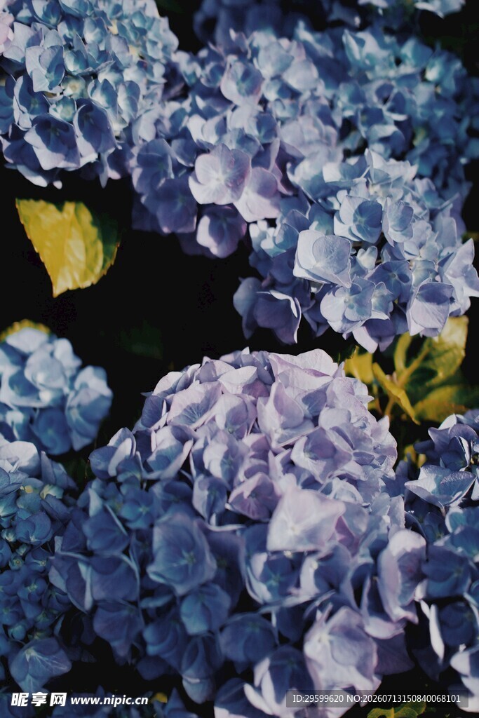 蓝紫色绣球花特写
