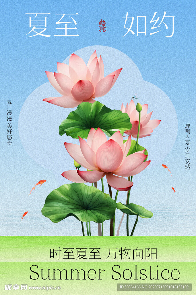 夏至荷花绽放节气海报