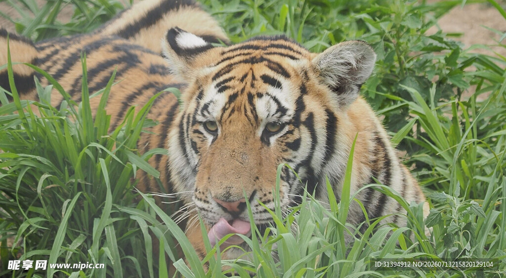 草丛中的老虎