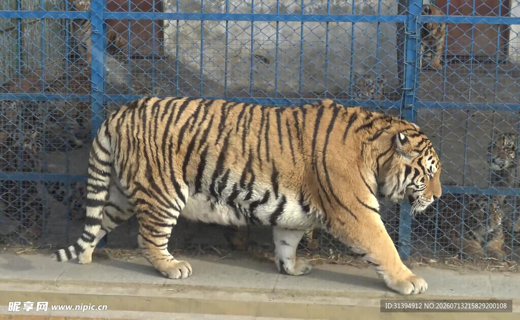 笼中行走的斑斓猛虎