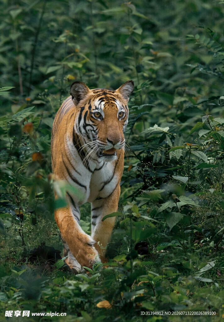 丛林中行走的斑斓猛虎