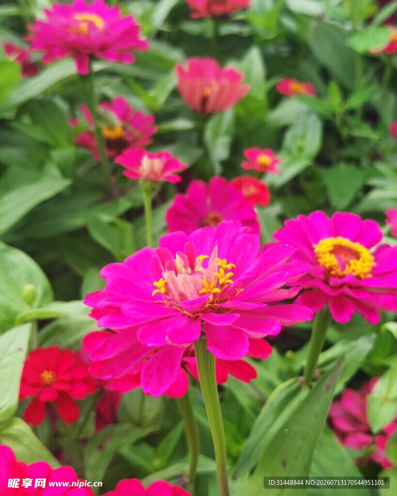 娇艳粉色花朵绽放