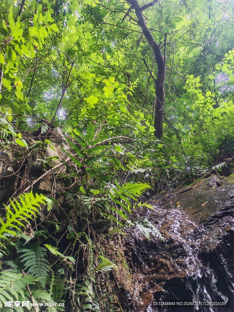 茂密丛林中的繁茂绿植
