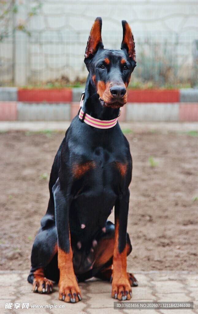 坐立的帅气杜宾犬