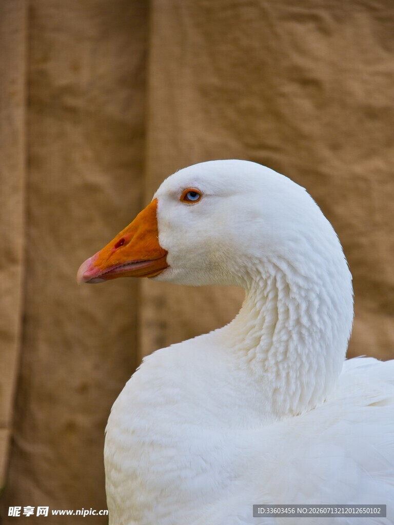 白鹅特写