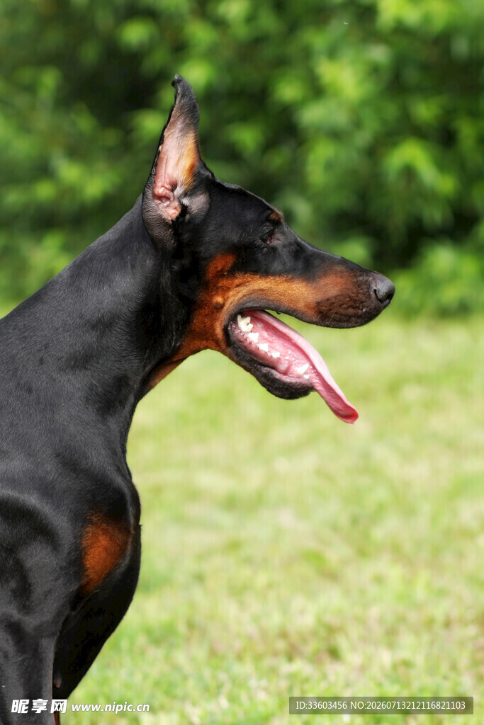 草地上的杜宾犬
