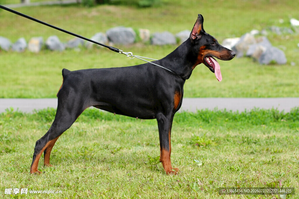 站立的杜宾犬