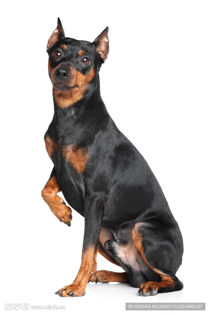 黑色迷你杜宾犬优雅坐姿