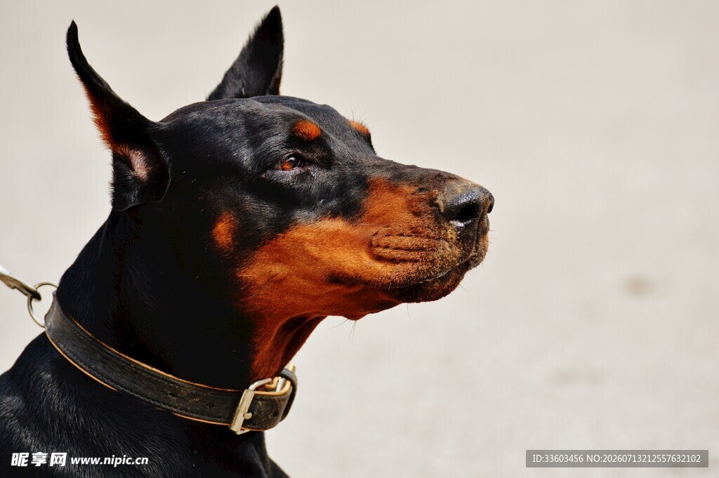 杜宾犬特写